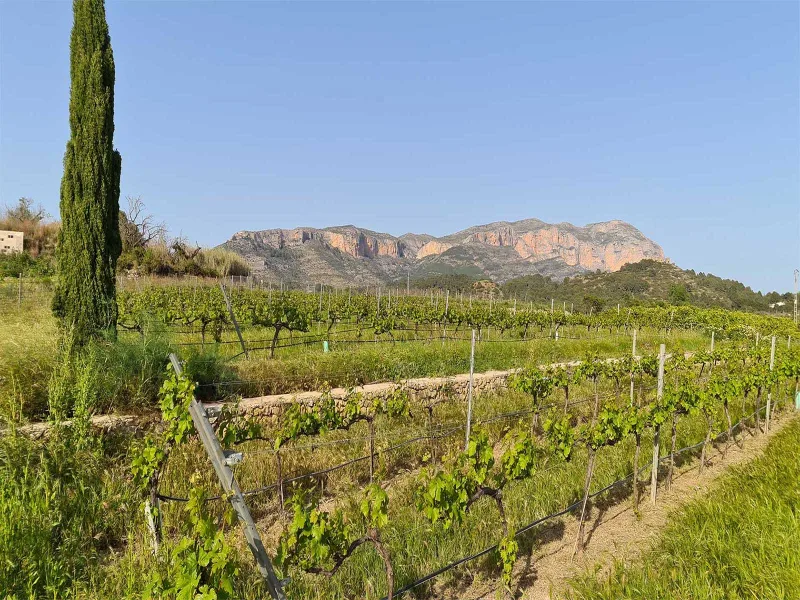 Finca Mont Roig